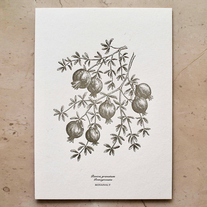 botanical poster pomegranate