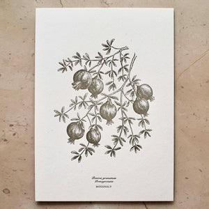 botanical poster pomegranate